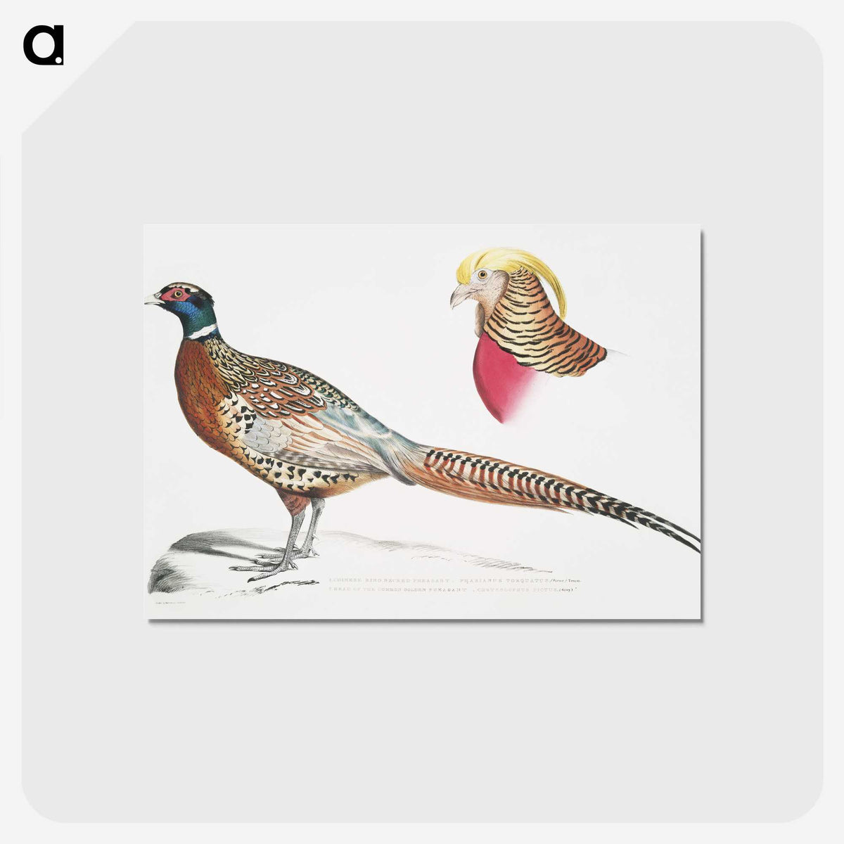2-13_Indian-Zoology_postcard