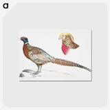 2-13_Indian-Zoology_postcard
