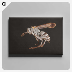 2-13_Insects-Unlocked-Project_canvas