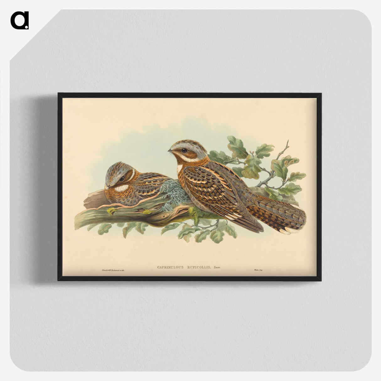 2-13_John-Gould_blk-crop