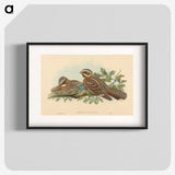 2-13_John-Gould_blk
