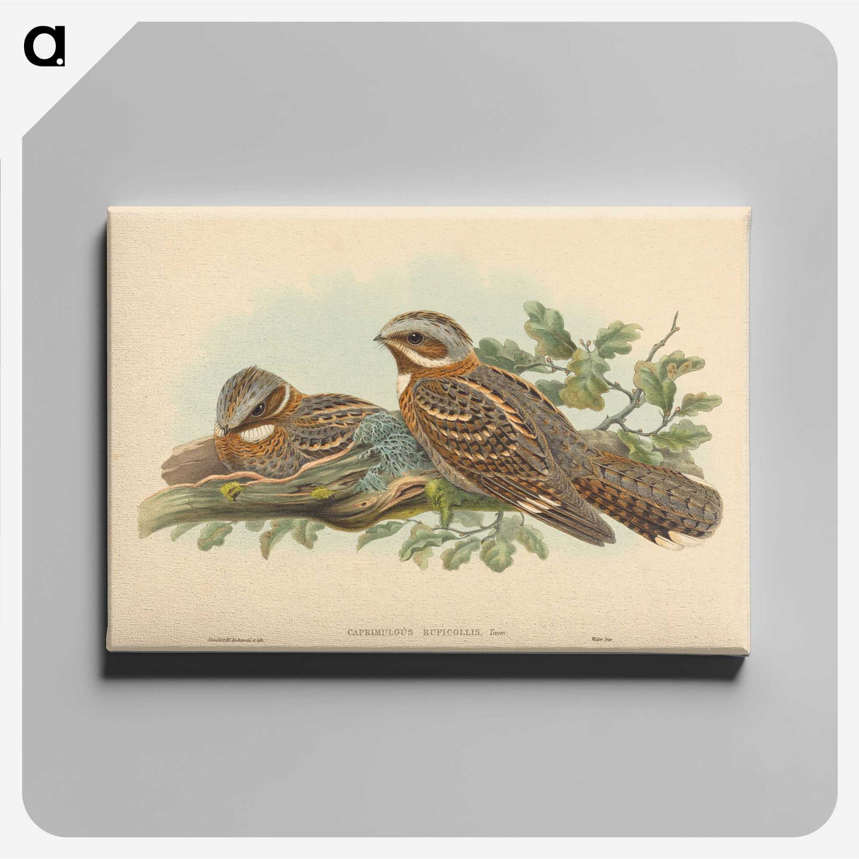 2-13_John-Gould_canvas