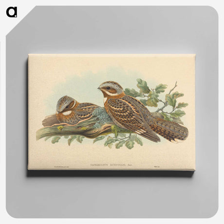 2-13_John-Gould_canvas