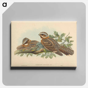 アートパネル-Caprimulgus Ruficollis
 - ジョン グールド Canvas.