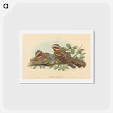 アートポストカード-Caprimulgus Ruficollis
 - ジョン グールド Postcard.