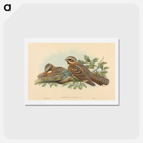 アートポストカード-Caprimulgus Ruficollis
 - ジョン グールド Postcard.
