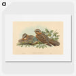 2-13_John-Gould_picture