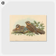 2-13_John-Gould_postcard