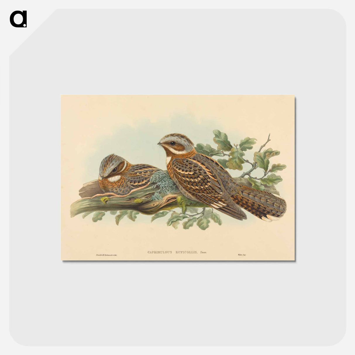 アートポストカード-Caprimulgus Ruficollis
 - ジョン グールド Postcard.