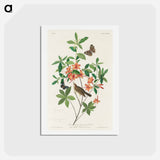 Brown-headed Worm Eating Warbler
 - ジョン ジェームス オーデュボン Postcard.