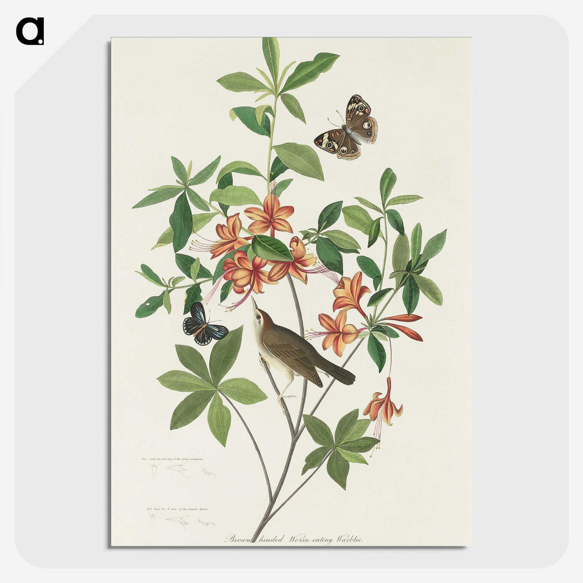 2-13_John-James-Audubon_picture-crop