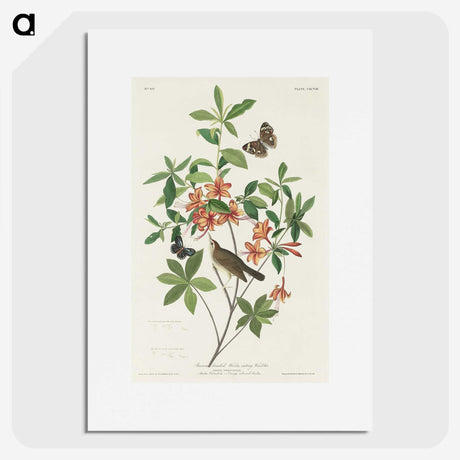 2-13_John-James-Audubon_picture