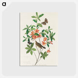 Brown-headed Worm Eating Warbler
 - ジョン ジェームス オーデュボン Postcard.