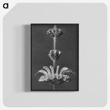 2-13_Karl-Blossfeldt_blk-crop