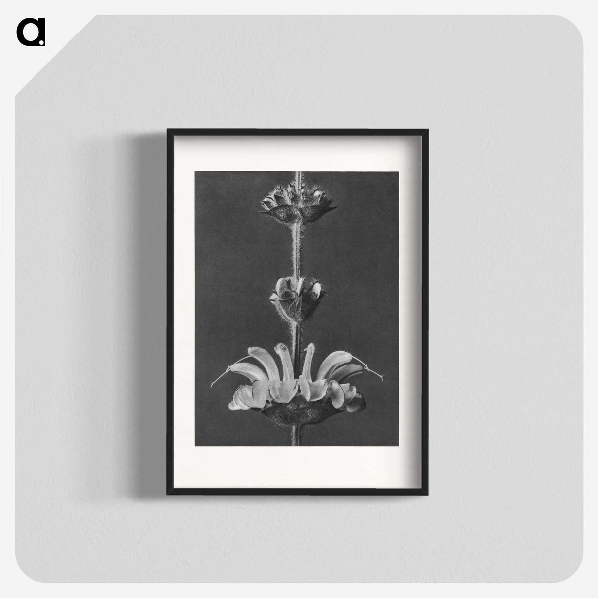 2-13_Karl-Blossfeldt_blk