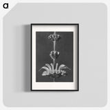 2-13_Karl-Blossfeldt_blk