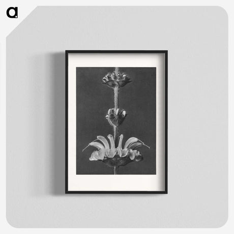 2-13_Karl-Blossfeldt_blk