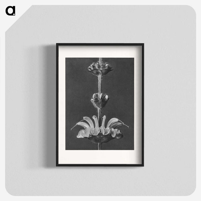 2-13_Karl-Blossfeldt_blk