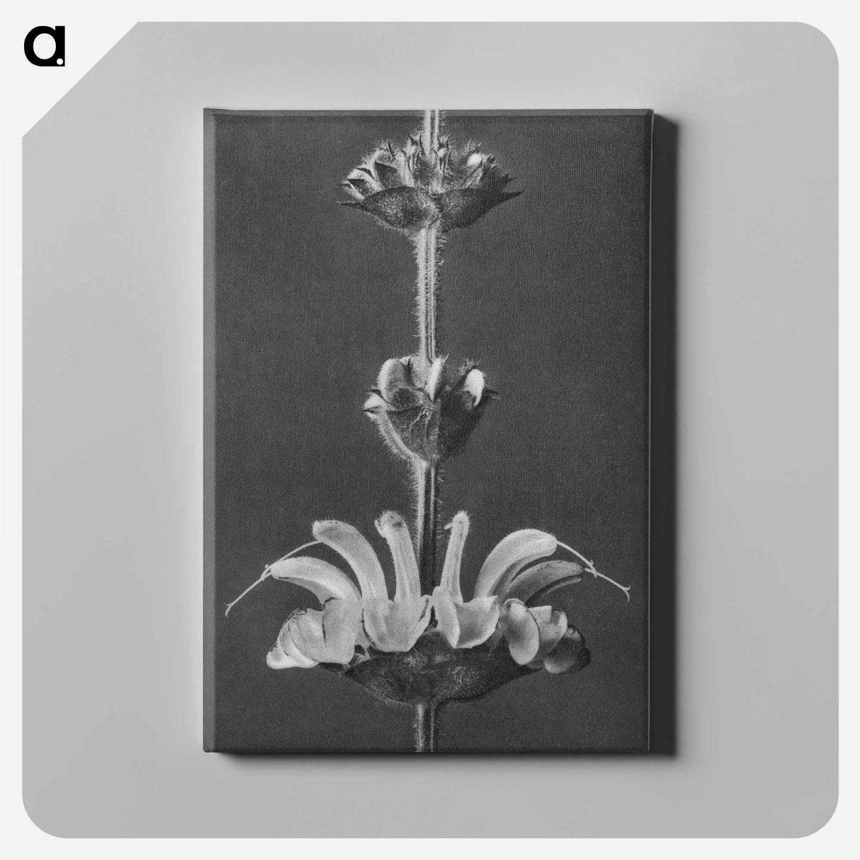 Salvia argentea - カール ブロスフェルト Canvas.