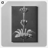 Salvia argentea - カール ブロスフェルト Canvas.