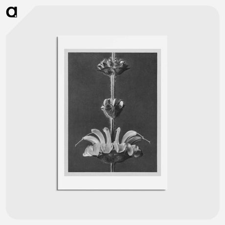 アートポストカード-Salvia argentea - カール ブロスフェルト Postcard.