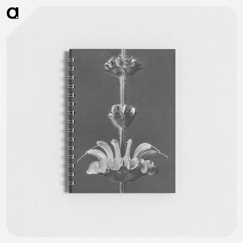 Salvia argentea - カール ブロスフェルト Memo.