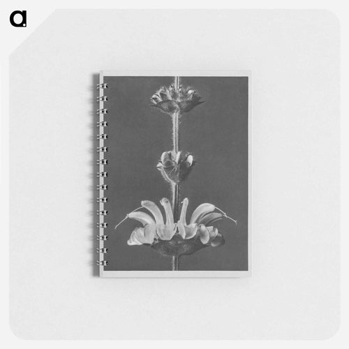 Salvia argentea - Karl Blossfeldt Memo.