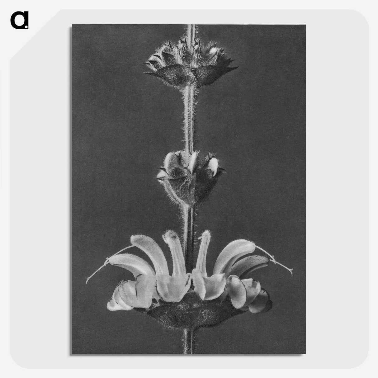 2-13_Karl-Blossfeldt_picture-crop