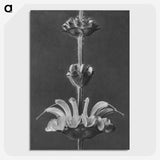 2-13_Karl-Blossfeldt_picture-crop