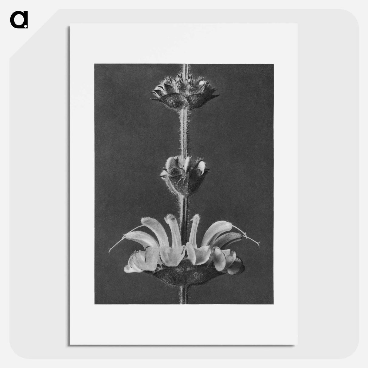 Salvia argentea - カール ブロスフェルト Poster.