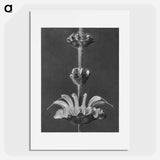 Salvia argentea - カール ブロスフェルト Poster.