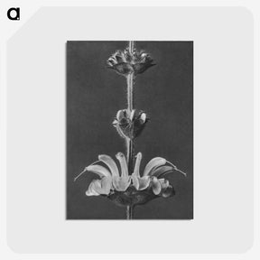 2-13_Karl-Blossfeldt_postcard