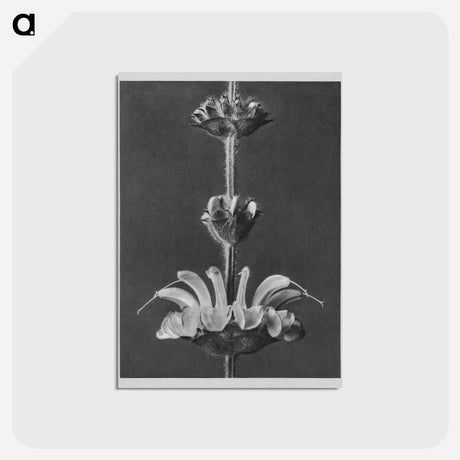 アートポストカード-Salvia argentea - カール ブロスフェルト Postcard.