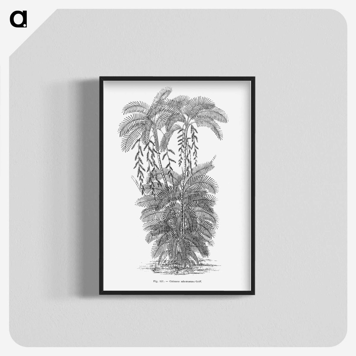 2-13_Les-Palmiers-Histoire-Iconographique_blk-crop