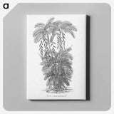 2-13_Les-Palmiers-Histoire-Iconographique_canvas