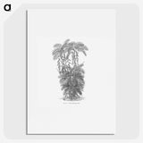 2-13_Les-Palmiers-Histoire-Iconographique_picture