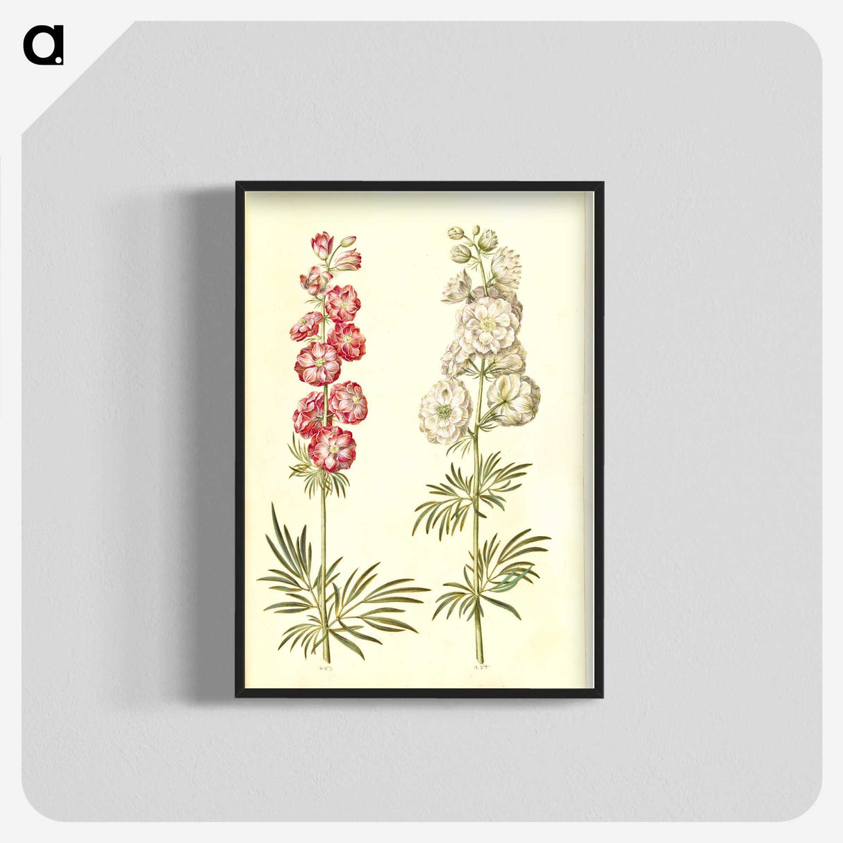 2-13_Maria-Sibylla-Merian_blk-crop