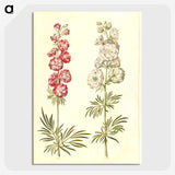 2-13_Maria-Sibylla-Merian_picture-crop