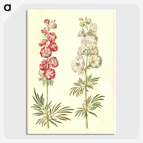 2-13_Maria-Sibylla-Merian_picture-crop
