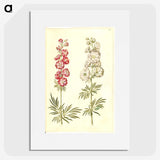 2-13_Maria-Sibylla-Merian_picture