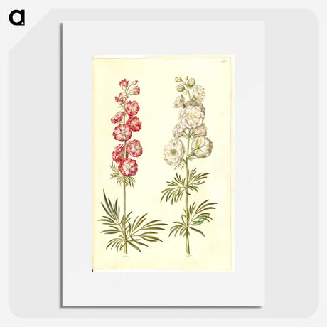 2-13_Maria-Sibylla-Merian_picture