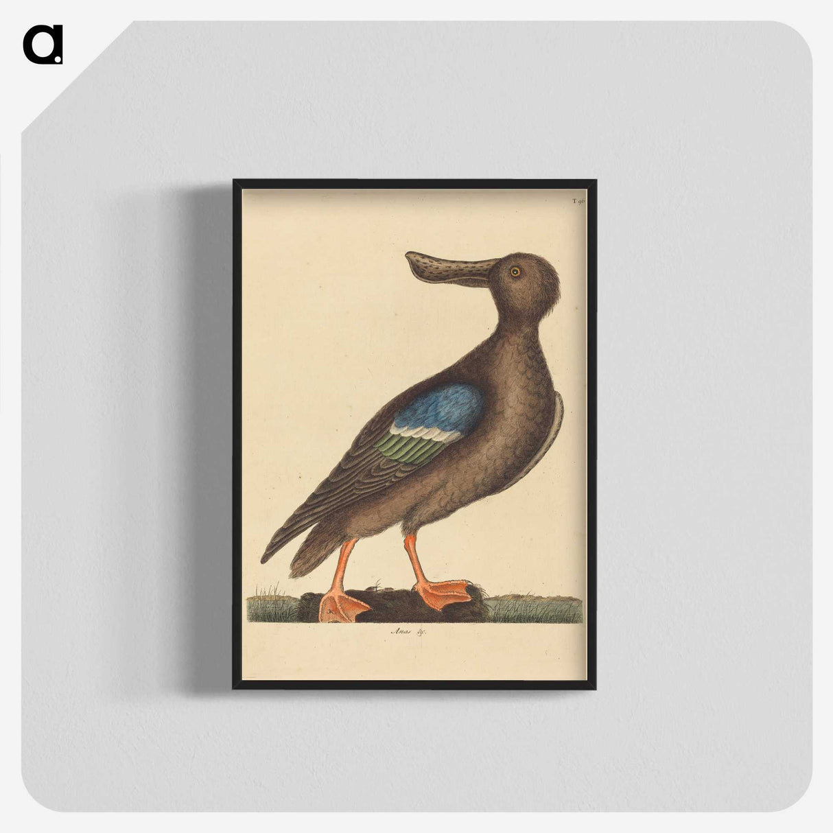 2-13_Mark-Catesby_blk-crop