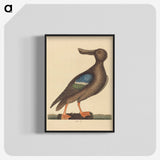 2-13_Mark-Catesby_blk-crop