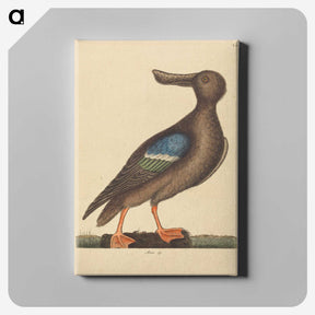 2-13_Mark-Catesby_canvas