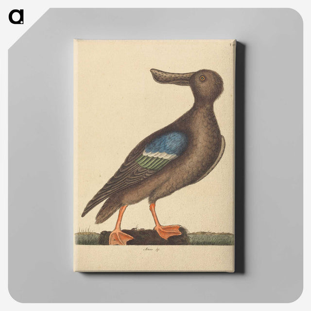 2-13_Mark-Catesby_canvas
