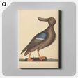 アートパネル-Blue Winged Shoveler
 - マーク ケイツビー Canvas.