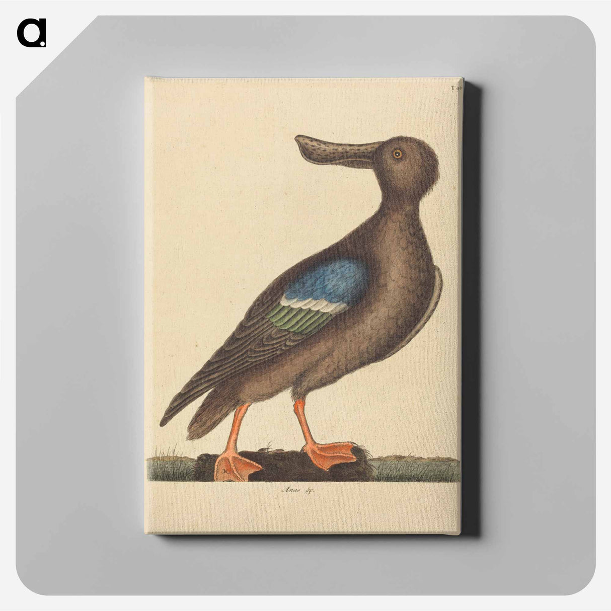 アートパネル-Blue Winged Shoveler
 - マーク ケイツビー Canvas.