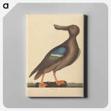 アートパネル-Blue Winged Shoveler
 - マーク ケイツビー Canvas.