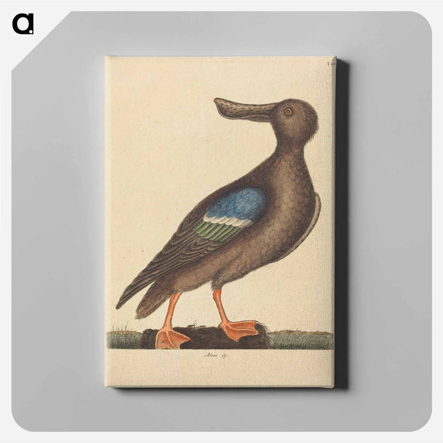 アートパネル-Blue Winged Shoveler
 - マーク ケイツビー Canvas.