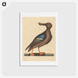 アートポストカード-Blue Winged Shoveler
 - マーク ケイツビー Postcard.